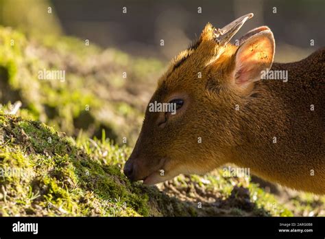 Muntjac Muntiacus Reevesi Smallest British Deer Male Close Up Of