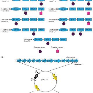 (A) Schematic representation of the different O-antigen chemical ...