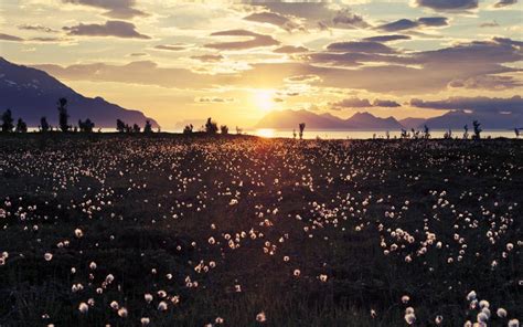 Dandelion Sunset Clouds HD wallpaper | nature and landscape | Wallpaper Better