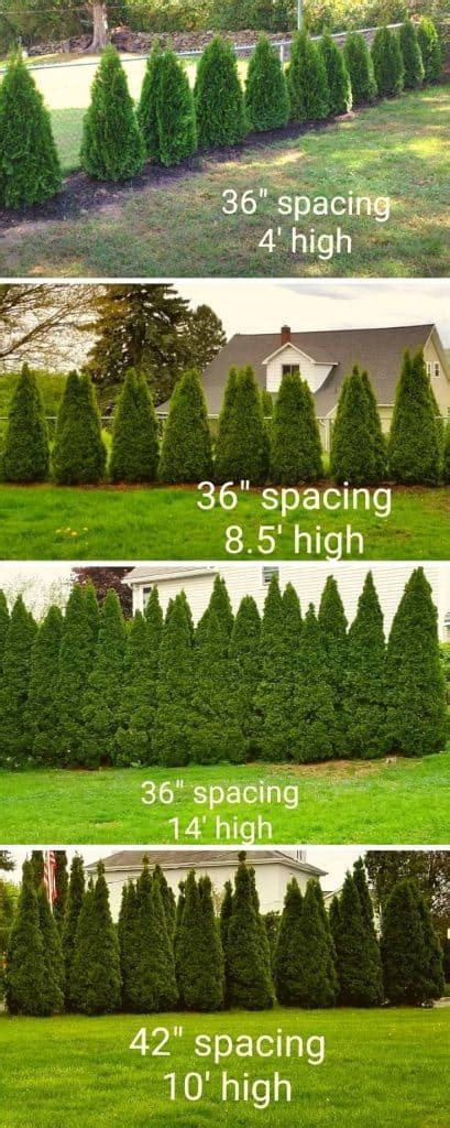 Emerald Green Arborvitae Spacing Planning Your Hedge For, 54% OFF