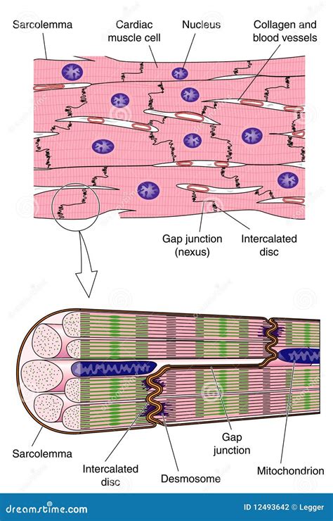 Cardiac Muscle Stock Photo | CartoonDealer.com #44790222