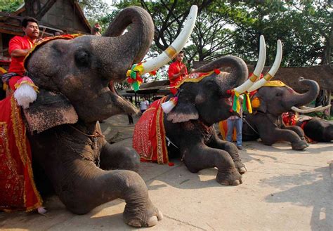 Elephants In Thailand Ethical Elephant Sanctuaries In Thailand 2024