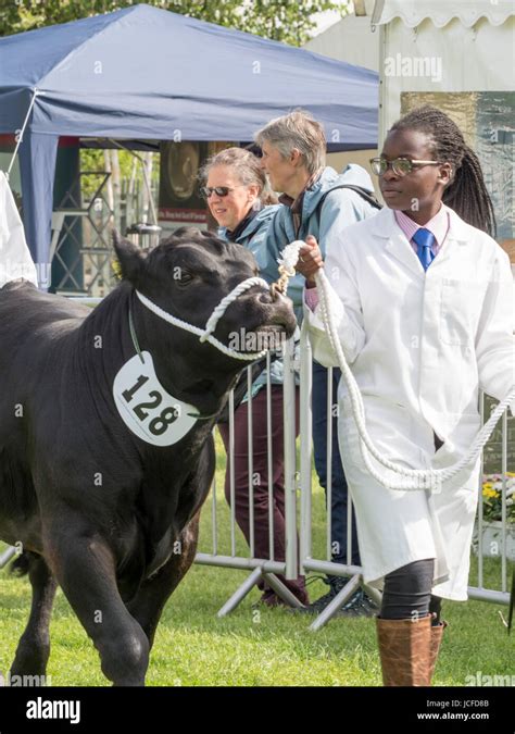 Aberdeen angus bull show hi-res stock photography and images - Alamy