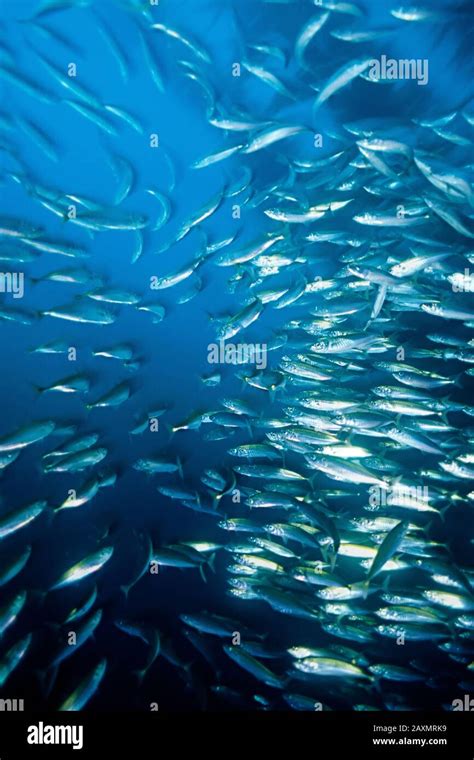 A School Of Mackrel Swims Amongst Giant Kelp Macrocystis Near San