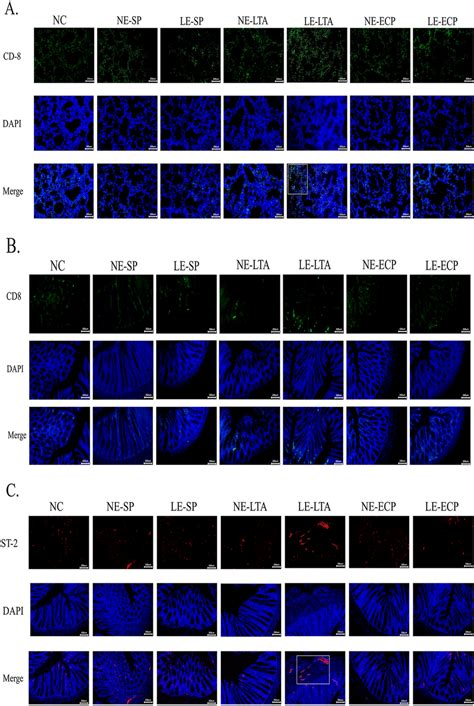 Immunofluorescence Detection Of Ilc And Cd T Cells In The A C