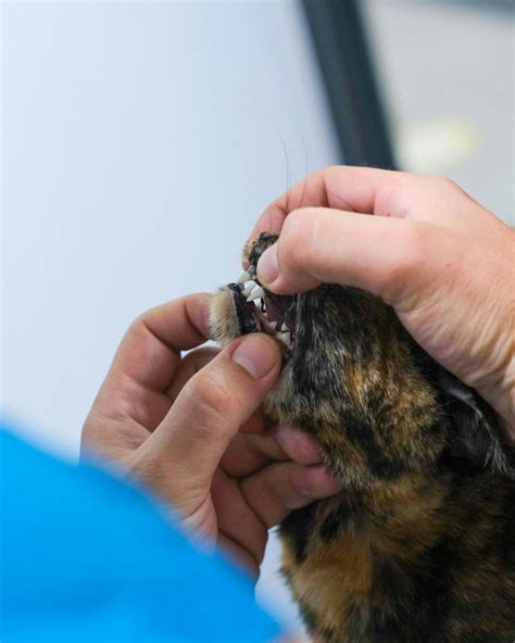 Feline Tooth Resorption Understanding The Causes And Treatment Options