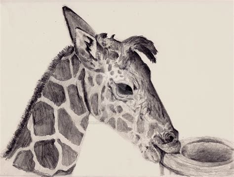 Baby Giraffe Rough Sketch For Painting By Smilinggoatstudio On Deviantart