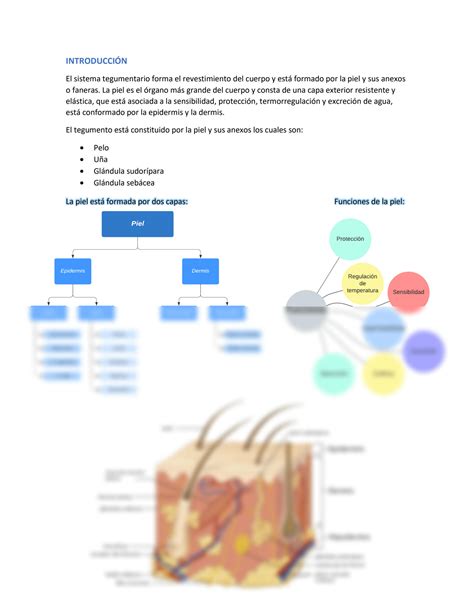 SOLUTION Resumen sistema tegumentario Piel Introducción y Dermis