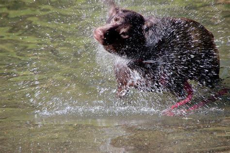 Drying Off Photograph By Pauline Darrow Fine Art America