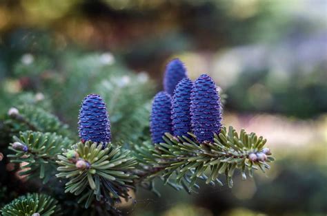 CZ Grain 20 Korean Fir Tree Plant Seeds, Exotic Blue Cones - Walmart.com