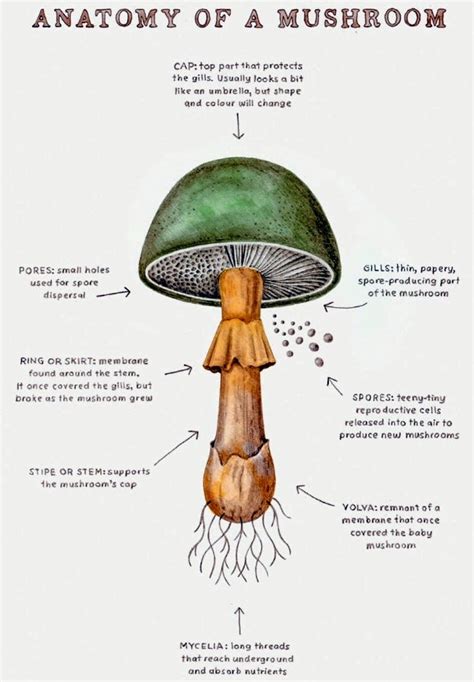 Anatomy of a mushroom. : mycology