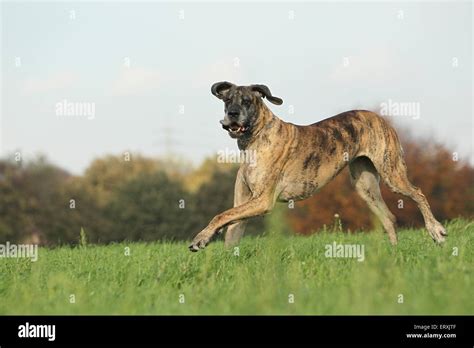 Old Great Dane Stock Photo Alamy