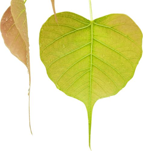 Bodhi Tree Leaf Mahamevnawa Buddhist Monastery Flower For Bodhi Day