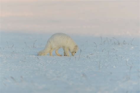 Raposa Do Rtico Vulpes Lagopus Na Tundra Wilde Ao P R Do Sol Hora