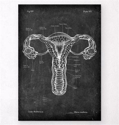 Chalkboard Style Anatomy Art Codex Anatomicus Anatomy Art Prints