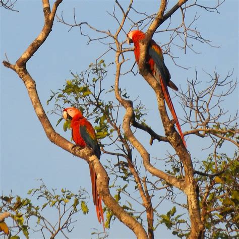 Scarlet Macaw Essequibo River Guyana Jan Mersey Flickr