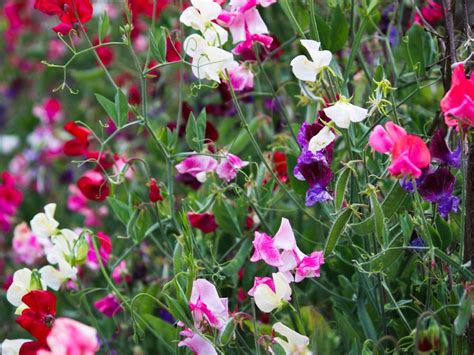 Pinching Out Sweet Peas Fuller Sweet Peas Through Pinching