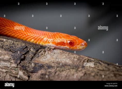 Cute Corn Snake Female On A Tree On Dark Background Hypo Fire Morph