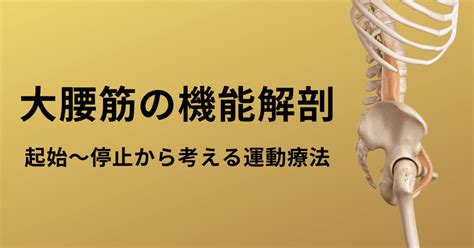 【大腰筋の機能解剖学】起始〜停止の関係性から運動療法を考え直す！｜薬師寺偲【理学療法士＆ピラティス専門家】