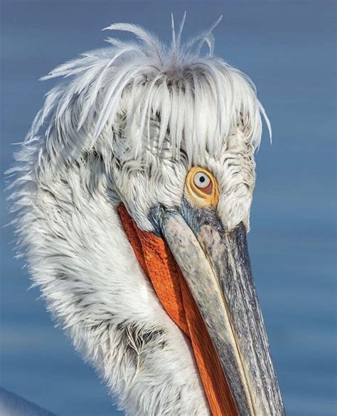 Get To Know The Dalmatian Pelican - Facts, Myths and Photos