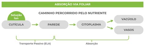 Absorção de Nutrientes SQM VITAS