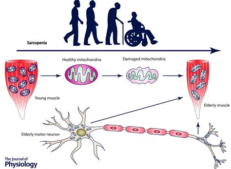 The Ageing Neuromuscular System And Sarcopenia A Mitochondrial