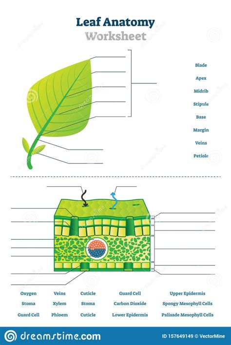 Leaf Cell Diagram Under Microscope Micropedia | Anatomy Worksheets