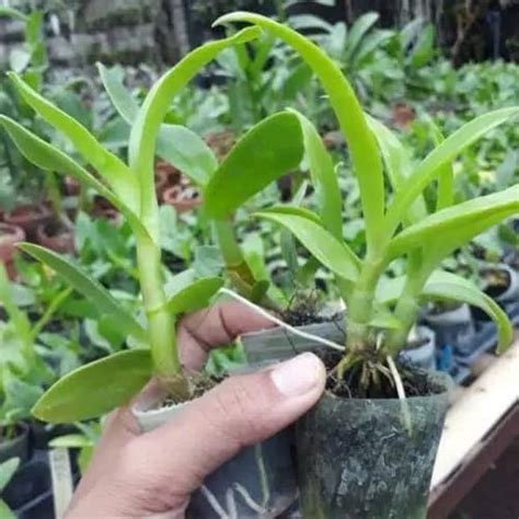 Jual Seedling Anggrek Dendrobium Tanaman Hias Indoor And Outdoor Hp