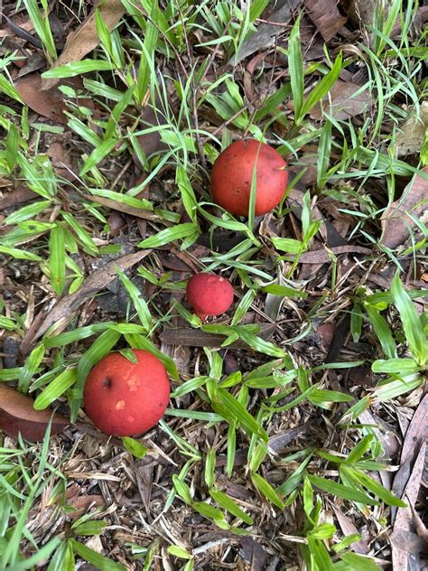 Rhubarb Bolete From South Pacific Resort Spa Noosa Noosaville QLD