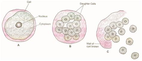 Cbse Class 10 Biology Reproduction Asexual Reproduction Cbse Tutorials