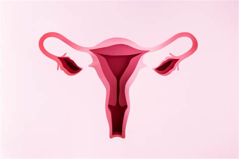 The 3 layers of uterine wall you should know - Mama Net