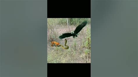 New Snake🐍 Vs 🦅eagle Or 🐯tiger Part 42 Video Shorts Video