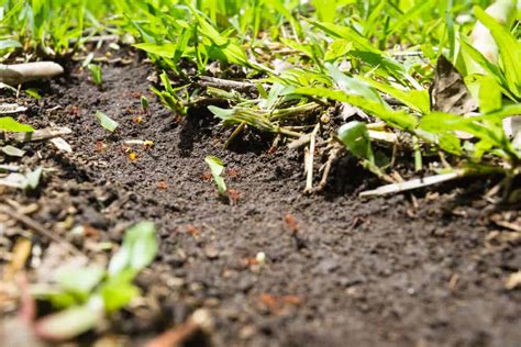 How To Treat Your Whole Yard For Ants Obsessed Lawn