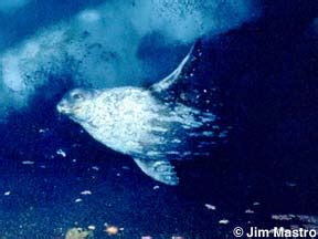 Antarctica Online Photo Gallery/Antarctica/Underwater/Weddell Seals