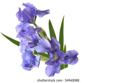 Blue Dwarf Iris Flowers Isolated On Stock Photo 54960088 | Shutterstock