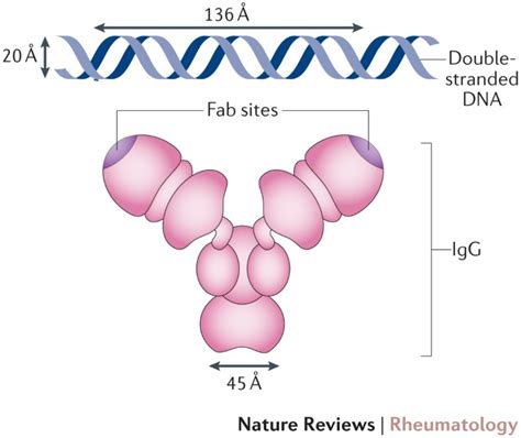 Anti Dna Antibodies — Quintessential Biomarkers Of Sle Nature Reviews