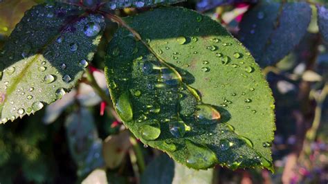 Free Images Tree Water Nature Branch Dew Leaf Flower Wildlife