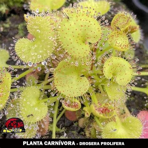 Compre Agora Planta Carnívora Drosera Prolifera