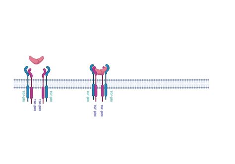 Tgf Signaling Pathway Ligand Binding Biorender Science Templates