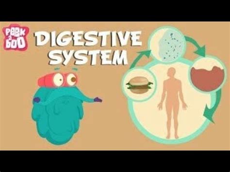 Digestive System In Urdu Hindi English L Digestive System YouTube