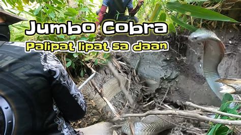 Jumbo Cobra Palipat Lipat Sa Daan Tropang Tuklaw Youtube