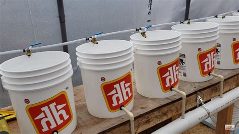 Dutch Bucket Aquaponics Is It Worth It Howtoaquaponic