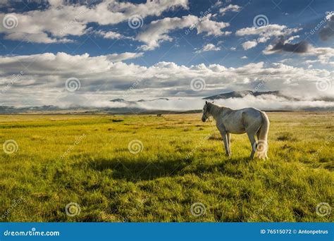 White Horse Grazing On A Green Meadow Stock Photo Image Of Meadow