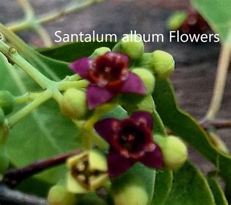 Santalum Album Flowers Vajira Sirimanne Flickr