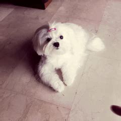 play dead maltese gif | WiffleGif