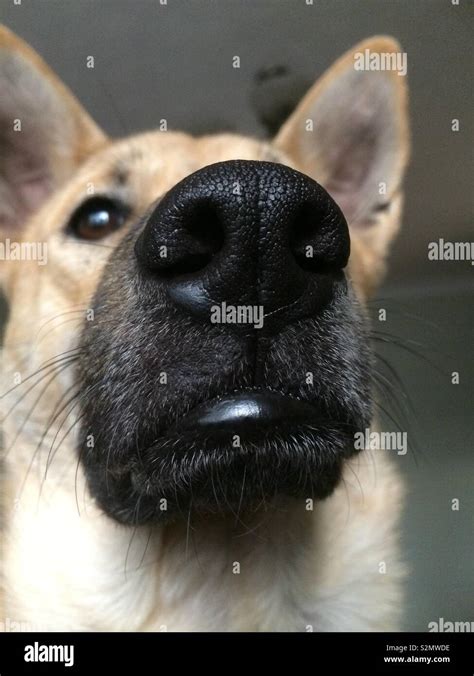 How Powerful Is A Dogs Nose