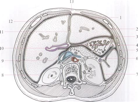 图3 30 膈下间隙的横断面 腹部外科临床解剖学 医学