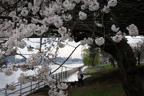 Washington Is Abloom With Cherry Blossoms | EpochTV