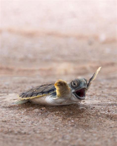 The Where and When to Turtle Hatching Season in Queensland