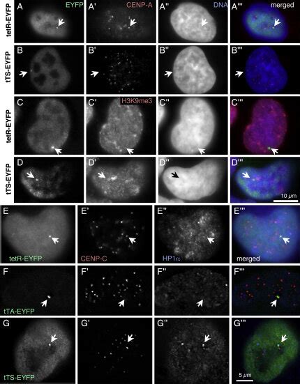 TTS Binding Induces Heterochromatin Formation And Kinetochore